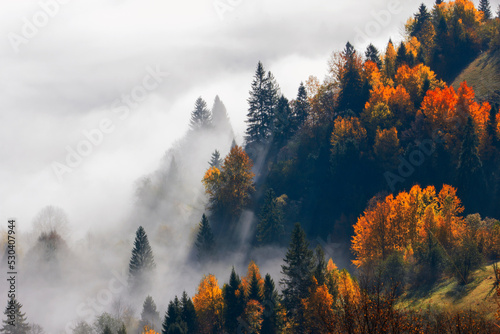  foggy autumn forest, amazing nature in the mountains, unbelievable misty scene