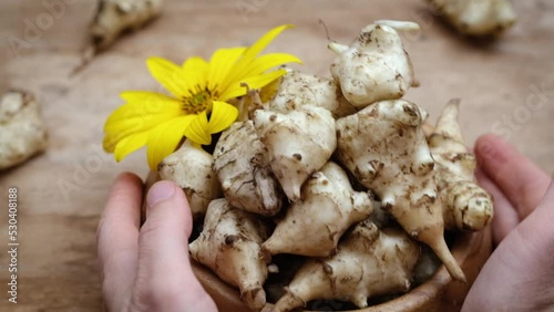 person hands put on table wooden plate with roots of fresh organic topinambur or jerusalem artichoke Helianthus tuberosus. Diabetic friendly food vegetable with inulin.