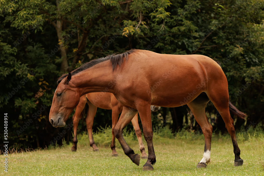 pasture of horses in autumn park two horses are walking pasture of horses in autumn park two horses are walking