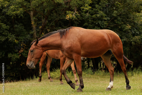 pasture of horses in autumn park two horses are walking