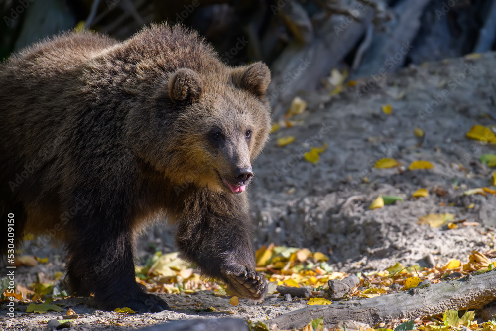 Wild Brown Bear (Ursus Arctos) in the autumn forest. Animal in natural habitat Wild Brown Bear (Ursus Arctos) in the autumn forest. Animal in natural habitat