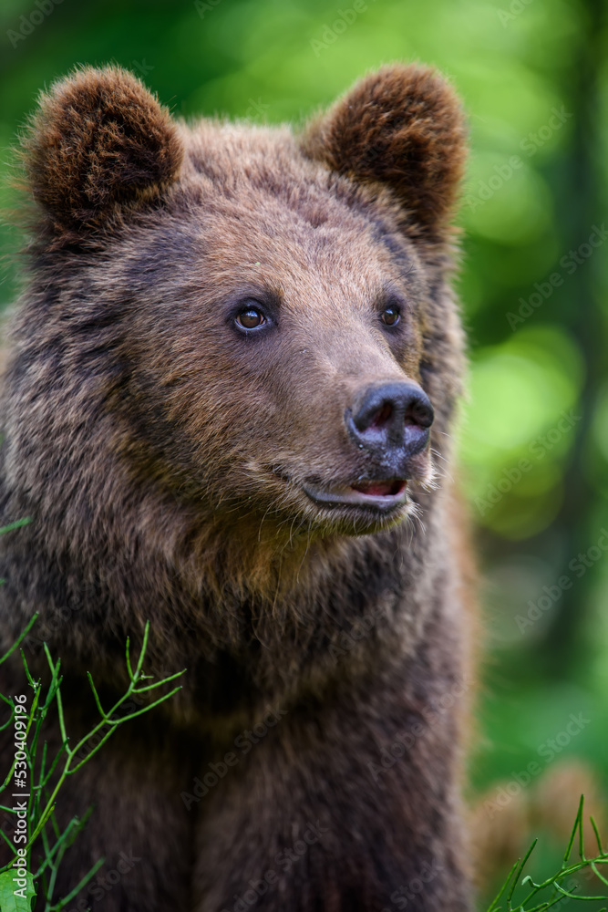 Wild Brown Bear (Ursus Arctos) in the summer forest. Animal in natural habitat