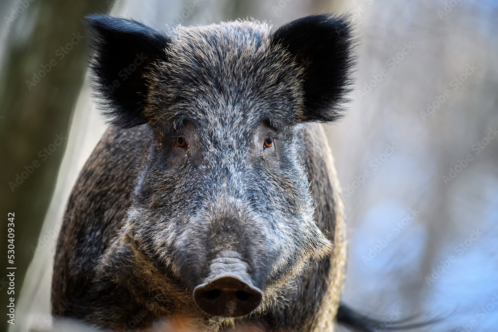 Male Wild boar in autumn forest. Wildlife scene from nature Male Wild boar in autumn forest. Wildlife scene from nature