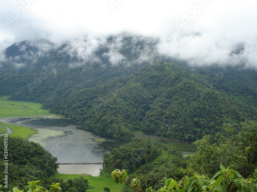 Selva en brumas