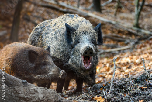 Two wild boar in autumn forest. Wildlife scene from nature