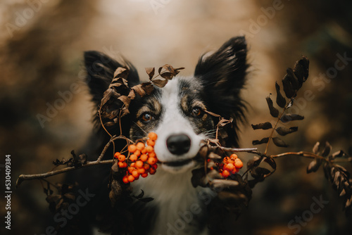 Obraz na płótnie Border Collie trzyma w pysku gałązkę w salonie