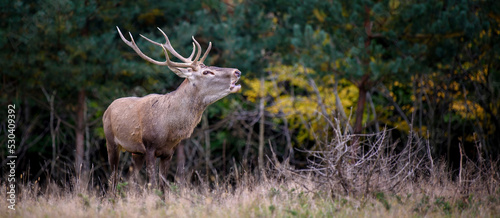 Majestic red deer stag in forest with big horn. Animal in nature habitat. Wildlife scene © byrdyak
