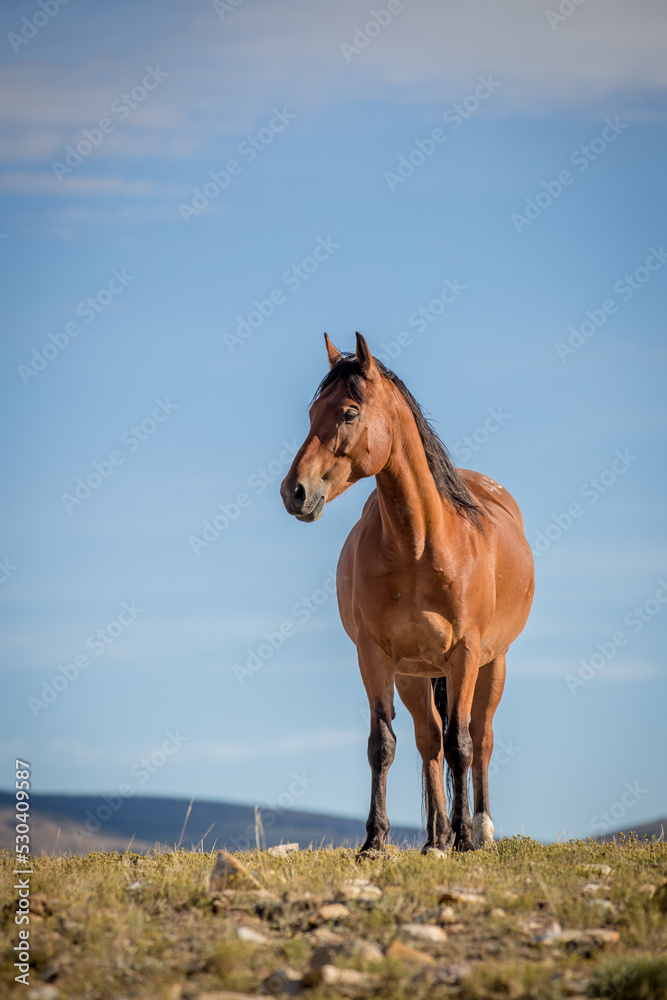 A wild horse standing at the top of a hill A wild horse standing at the top of a hill