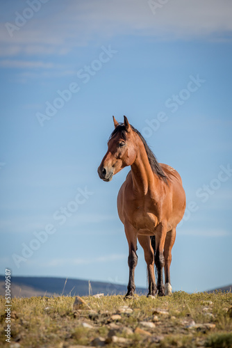 A wild horse standing at the top of a hill