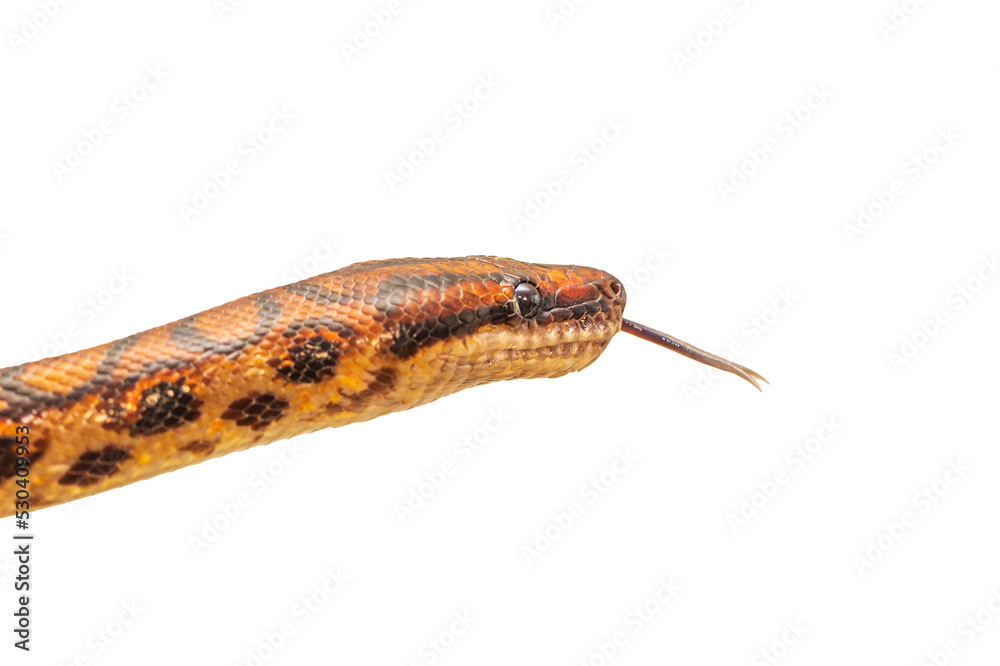 Fototapeta premium The colorful Python snake is curled into a ball on a piece of wood.