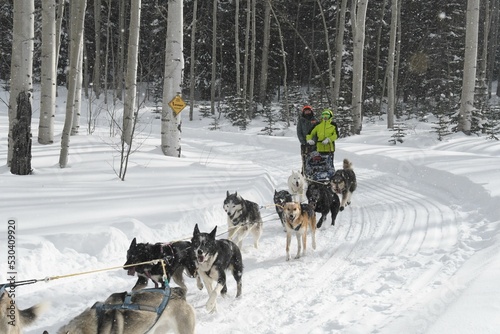 Dog sled Dog Snow Vertebrate Carnivore Vehicle