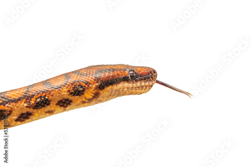 The colorful Python snake is curled into a ball on a piece of wood.