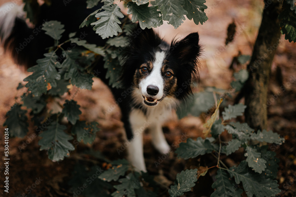 Długowłosy border collie wygląda zza liści w lesie