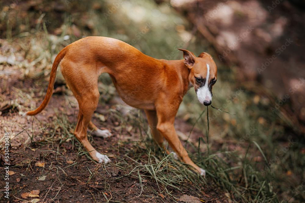 Chart angielski whippet skubie trawę