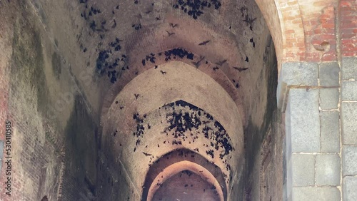 The interior ceiling of Baradwari Mosque in Gaur, Maldah district of West Bengal is inhabited by numerous Bats  photo