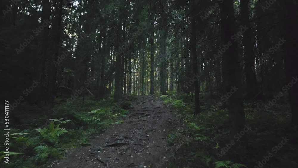 Nature trail in the fairy tale like spruce forest. Drone point of view moving uphill.