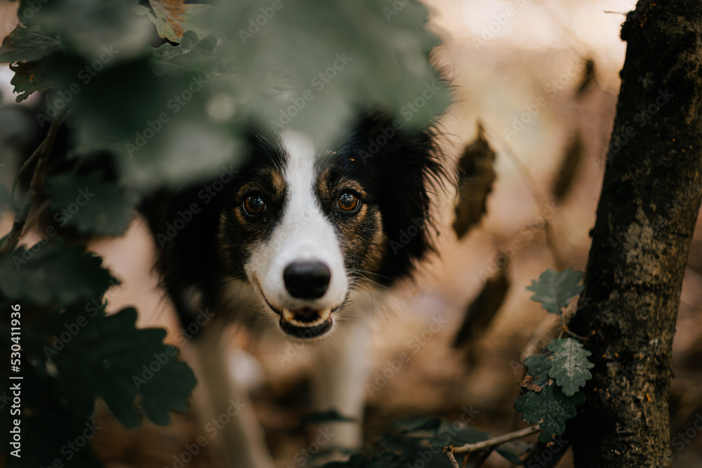 Długowłosy border collie wygląda zza liści w lesie