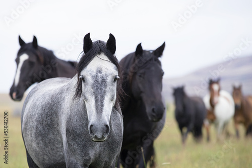 Fototapeta Naklejka Na Ścianę i Meble -  Wild mustang horses. 