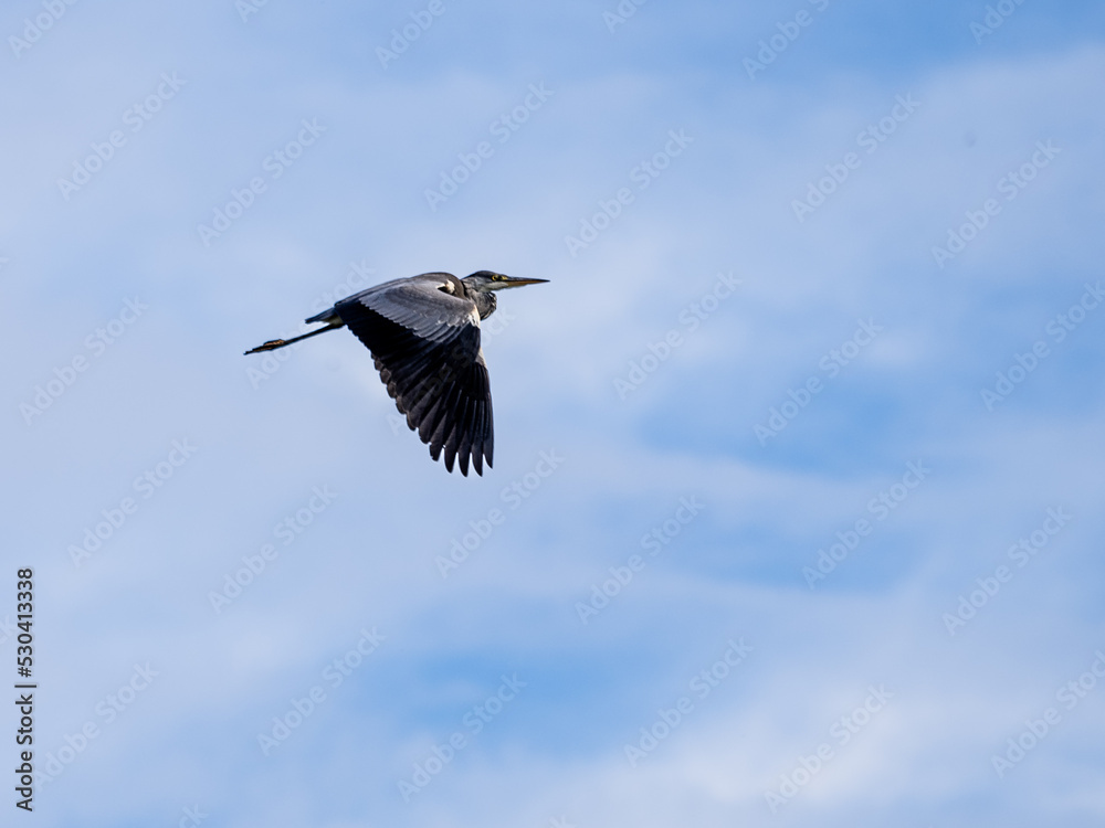 heron in flight heron in flight