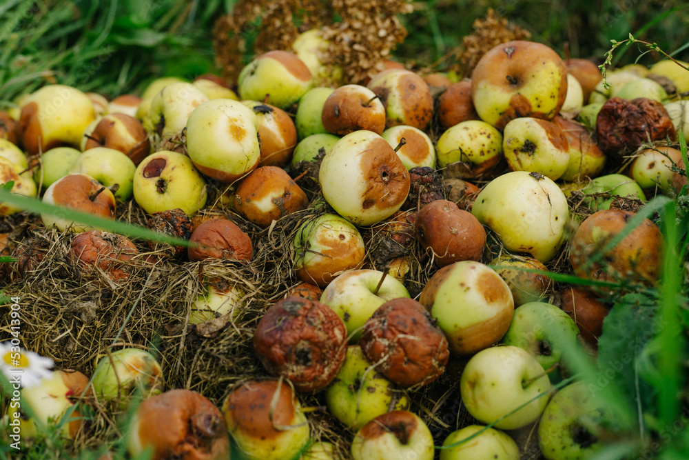 Many rotten apples are piled on the grass