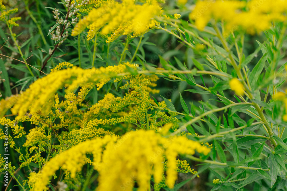 Yellow flowers of goldenrod. Weed culture grows in the field.