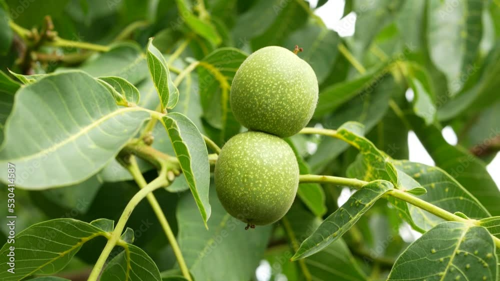 A young walnut on a tree branch