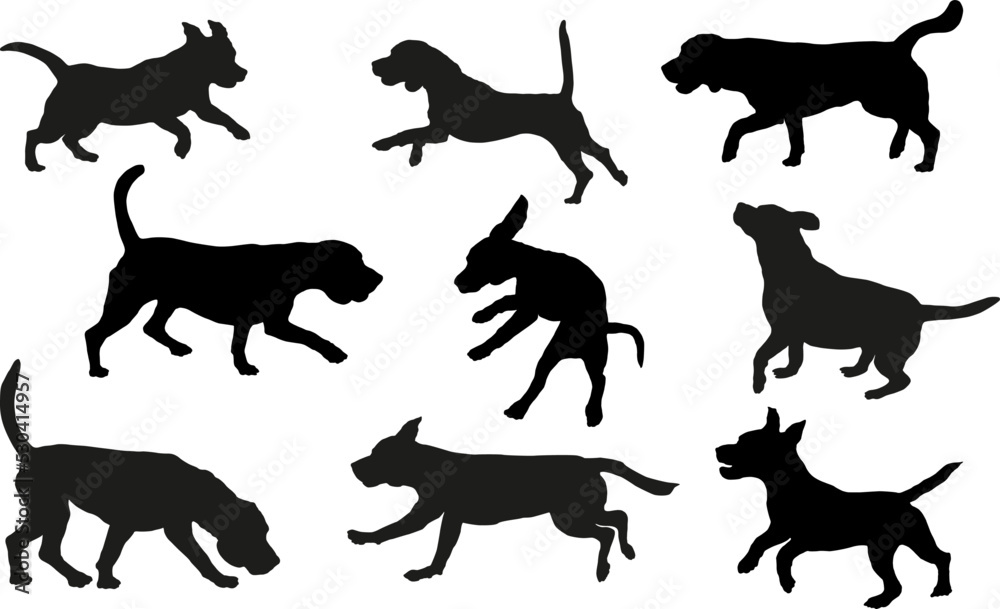 Group of english beagles in various poses. Dog silhouette. Running, standing, sniffing, jumping dogs. Isolated on a white background. Pet animals.