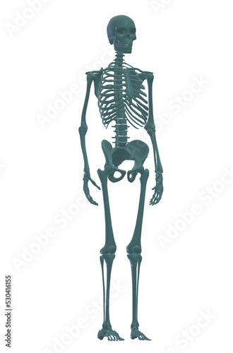 3d rendered illustration of a human skeleton