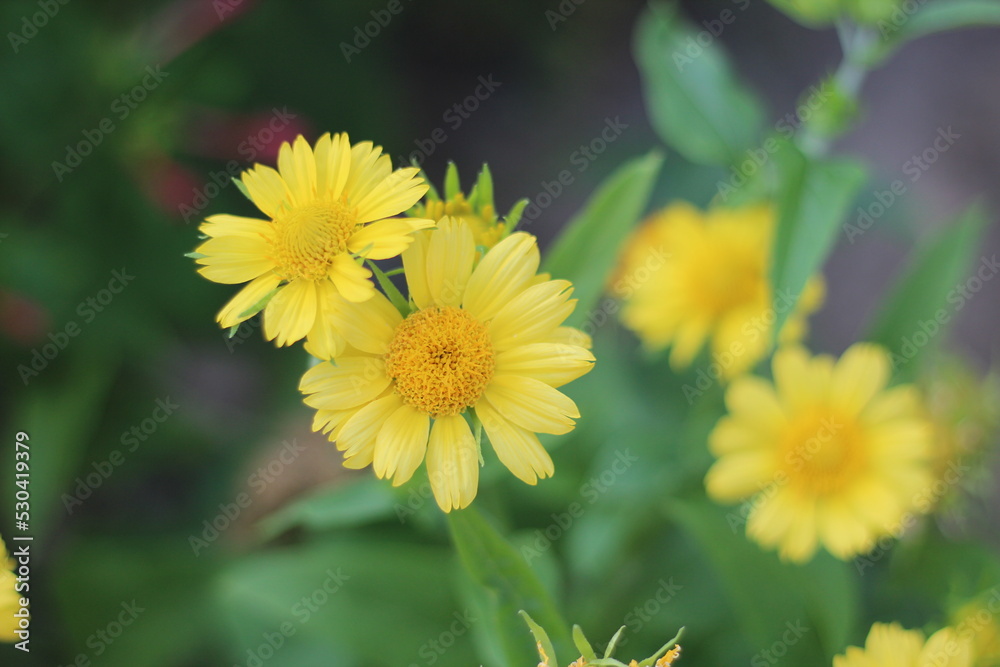 yellow chamomile flowers in the garden background yellow chamomile flowers in the garden background