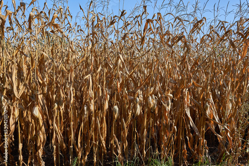 Dry corn in the field.