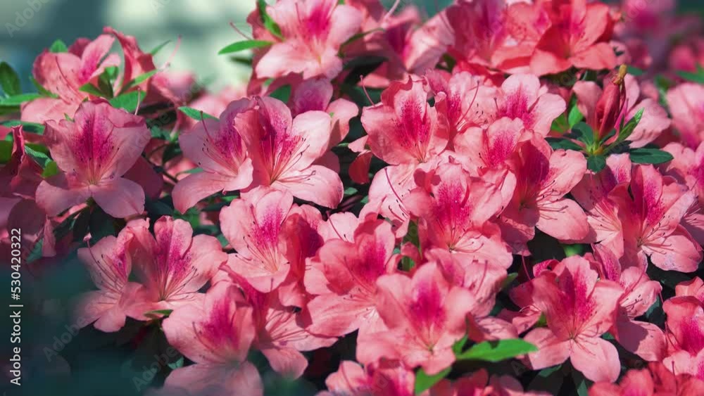 Close up view of pink flowering azalea bouquet outdoors. Azalea in spring. Close up view of pink flowering azalea bouquet outdoors. Azalea in spring.