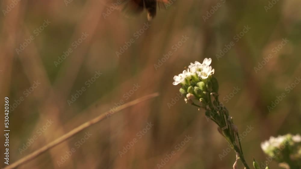 The Silver-spotted Skipper or Common Branded skipper (Hesperia comma) resting on a white flower The Silver-spotted Skipper or Common Branded skipper (Hesperia comma) resting on a white flower