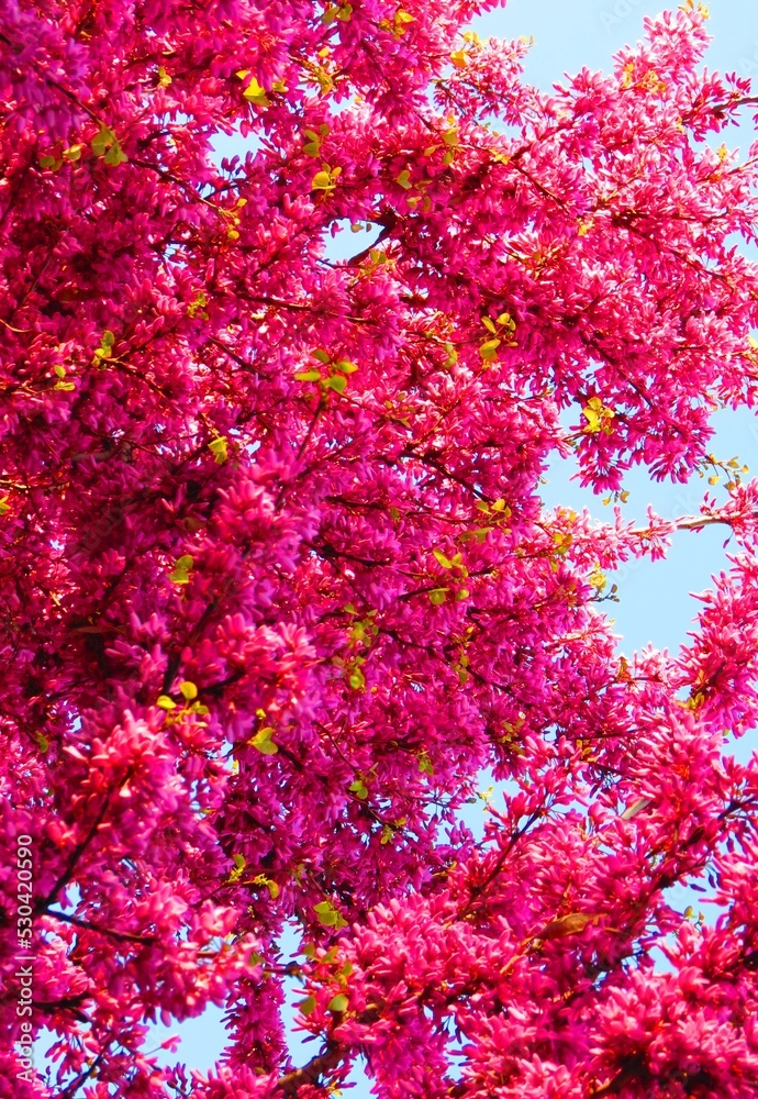 Beautiful cherry blossom sakura in spring time over blue sky. Beautiful cherry blossom sakura in spring time over blue sky.