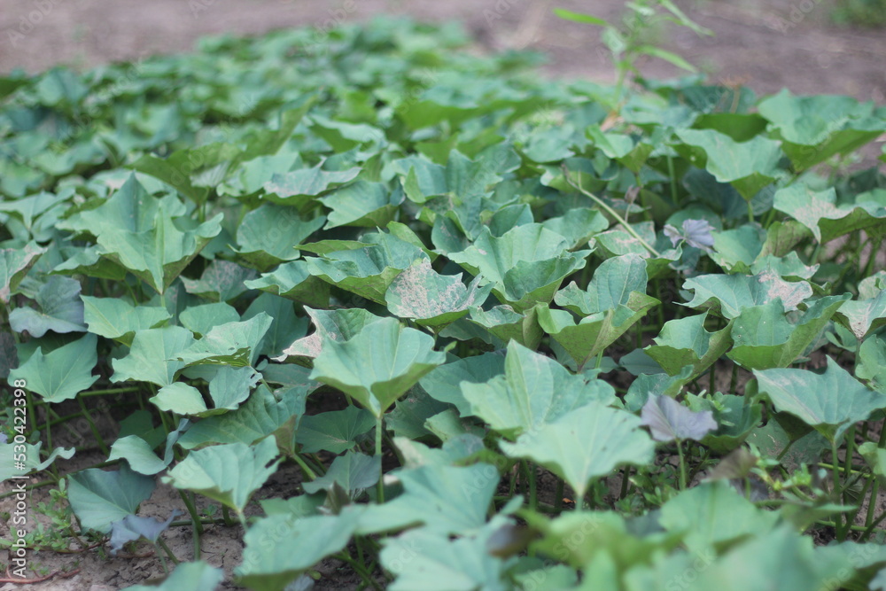 creepers with green leaves sweet potato plants in the garden creepers with green leaves sweet potato plants in the garden