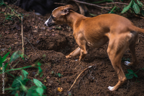 Fototapeta Naklejka Na Ścianę i Meble -  Chart angielski whippet kopie dziurę w ziemi