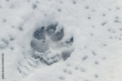 A dog's footprint in wet snow during a thaw © Volodymyr