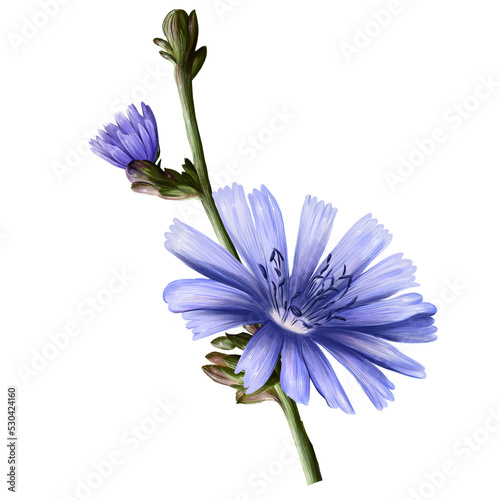 flower plant chicory closeup, illustration on white background