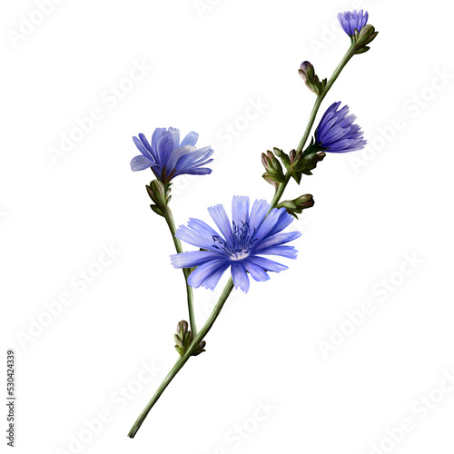 chicory plants with flowers, drink for a healthy diet