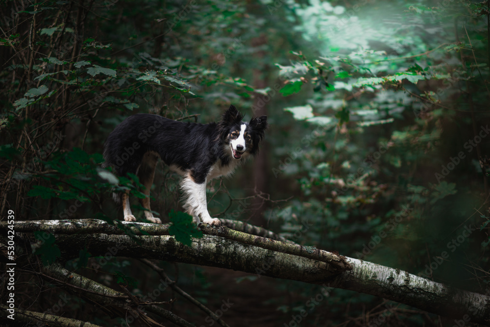Długowłosy border collie stoi na powalonym drzewie