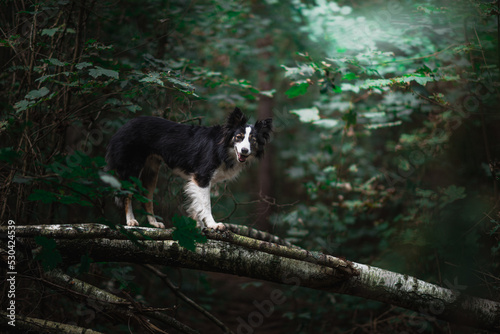 Obraz na płótnie Długowłosy border collie stoi na powalonym drzewie w salonie