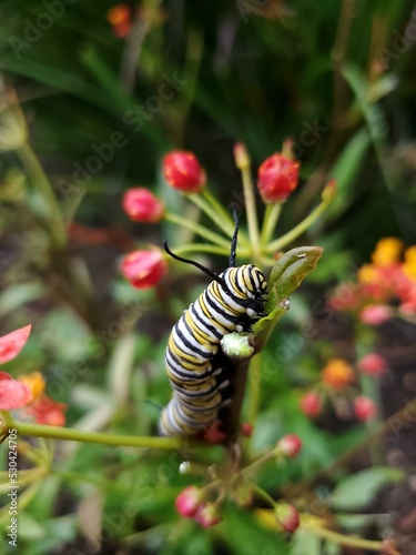 Flower Pollinator Insect Plant Arthropod Moths and butterflies