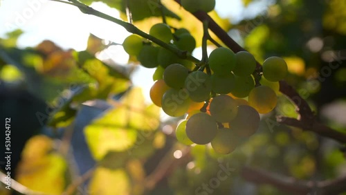 Close-up of a bunch of grapes of white wine in a vineyard in the sunset sun