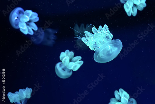Group of blue fluorescent jellyfish swimming underwater aquarium pool. The Lychnorhiza lucerna marble jellyfish in dark water, ocean. Theriology, tourism, diving, undersea life.