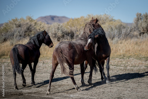 A group of young stallions play fight. © FastHorsePhotography