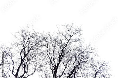 Tropical leafless trees on white isolated background with top view 