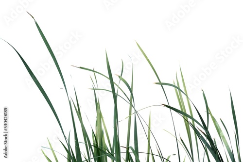 In selective focus wild grass leaves with wind blowing on white isolated background for green foliage backdrop 