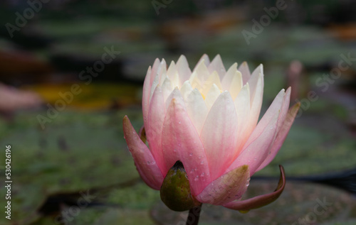 A blooming pink water lily grows out of a pond. The flower is wet with drops of water.