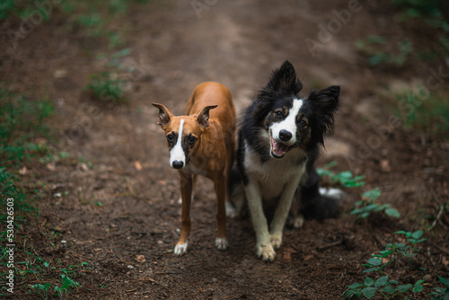 Whippet i Border Collie razem w lesie