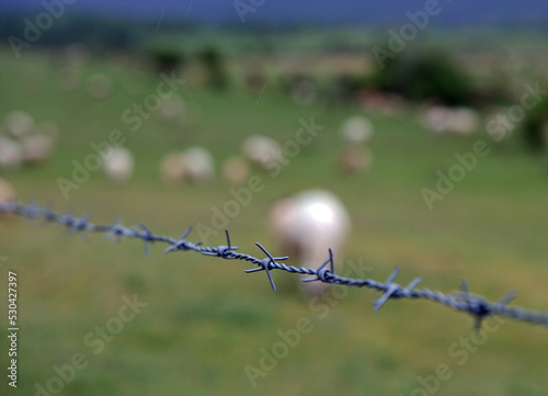 sheep in a green field, protected by a barbed wire