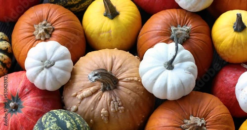 Many different colourful pumpkins are on wooden floor. Top view. Halloween and harvest concept.